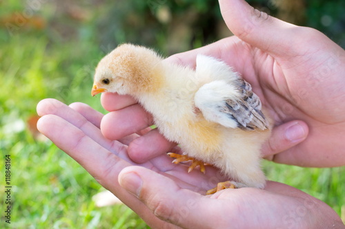 Baby chicken in persons hands