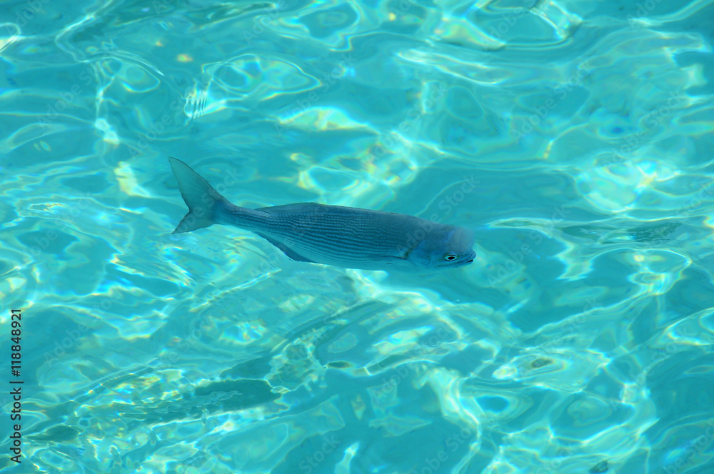 Fototapeta premium Single fish in blue transparant water