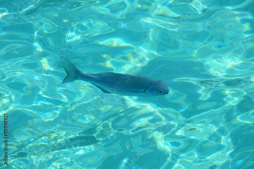 Single fish in blue transparant water