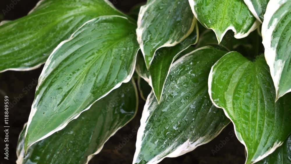 The hosta flower leaves in the rain. Close-up. UHD - 4K The hosta flower leaves in the rain. Close-up. UHD - 4K