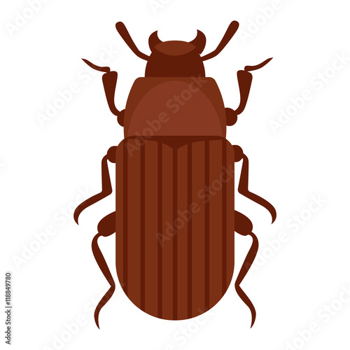 Beetle bug insect isolated on white