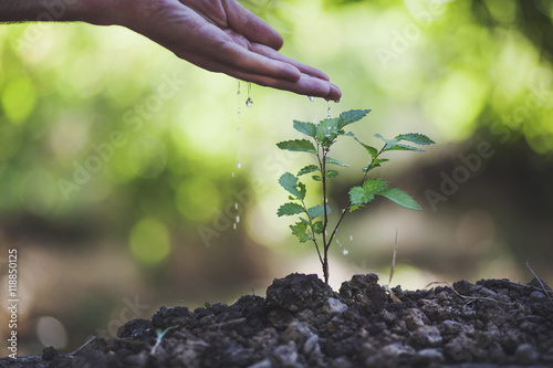 A man watering a plant