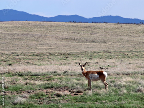 Pronghorn Doe in Prescott Valley Highlands	