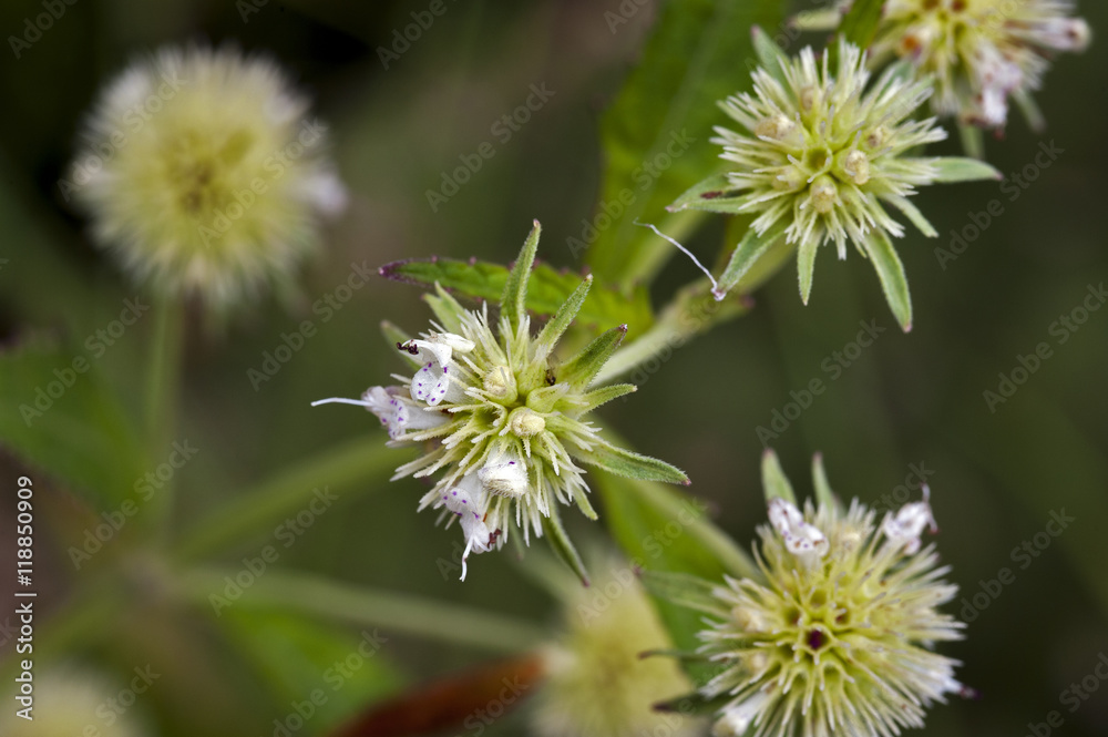 Beautiful and extravagant micro white flower Beautiful and extravagant micro white flower