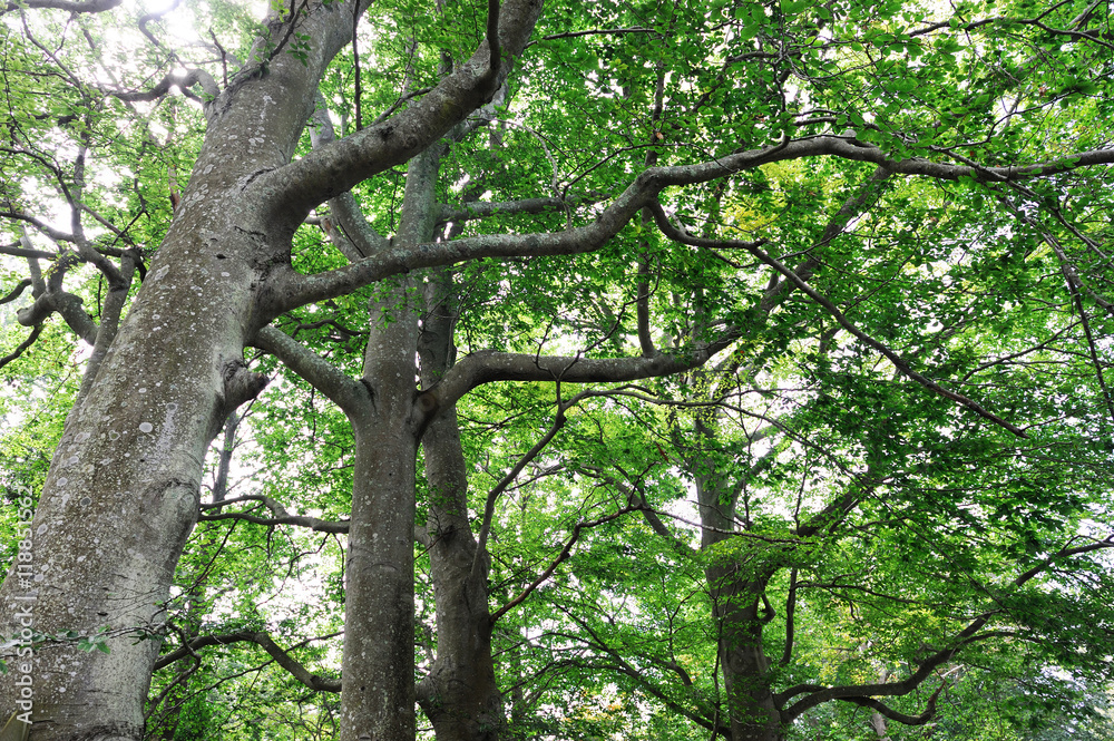 low angle view of green tree
