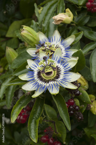 close-up van prachtige bloem, Passiflora caerulea, blauwe passiebloem photo
