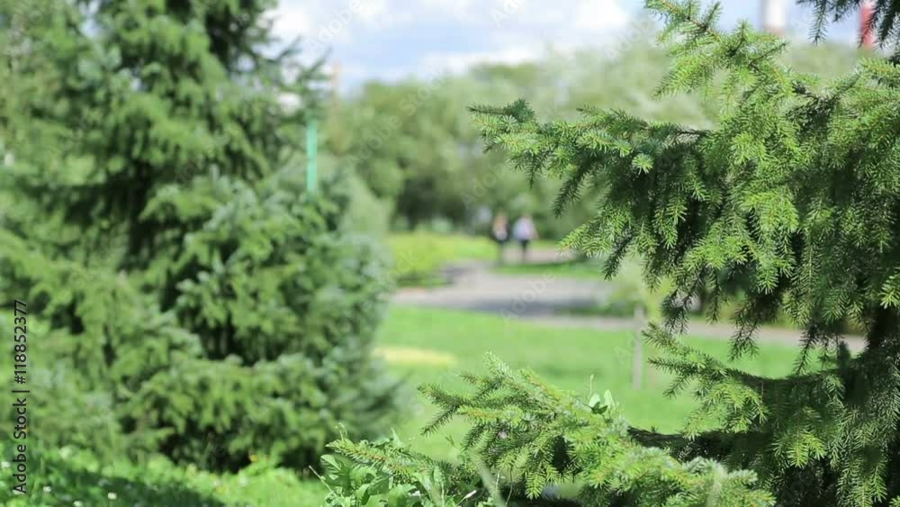 Green trees. A beautiful lawn in the sunshine day in park Green trees. A beautiful lawn in the sunshine day in park