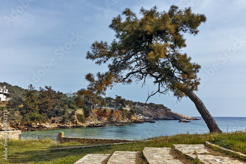 Seascape with tree in Archaeological site of Aliki, Thassos island, East Macedonia and Thrace, Greece