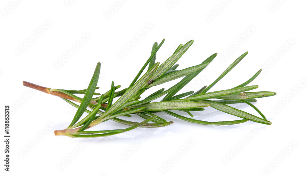 rosemary isolated on white background rosemary isolated on white background