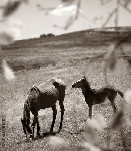 horses in nature © jokerpro