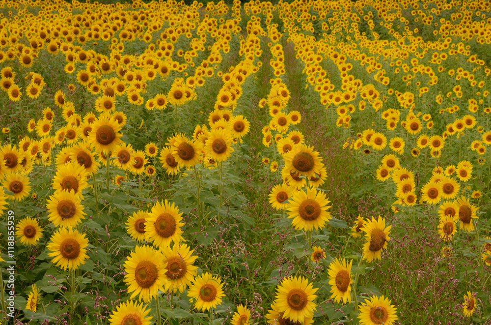 Obraz premium 畑に広がるヒマワリの群生 畑に無数に咲き誇るヒマワリが鮮やかだ。