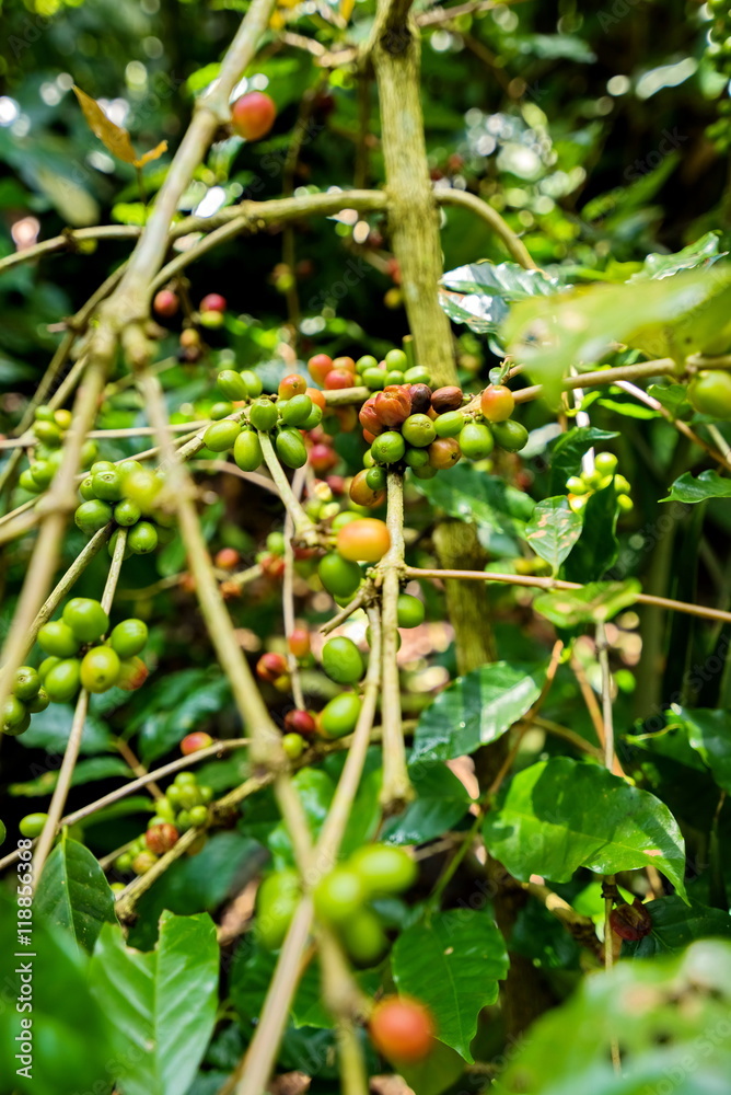 Coffee beans on tree in farm Coffee beans on tree in farm