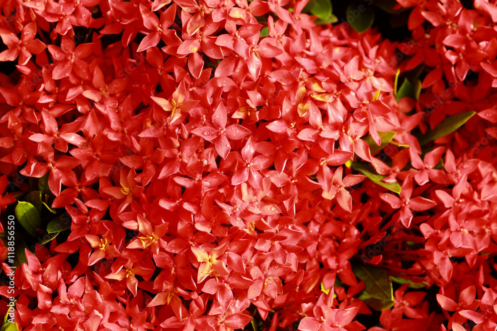 Ixora coccinea,a genus of flowering plants in the Rubiaceae family,Red flower spike, Selective focus and color toned. Ixora coccinea,a genus of flowering plants in the Rubiaceae family,Red flower spike, Selective focus and color toned.