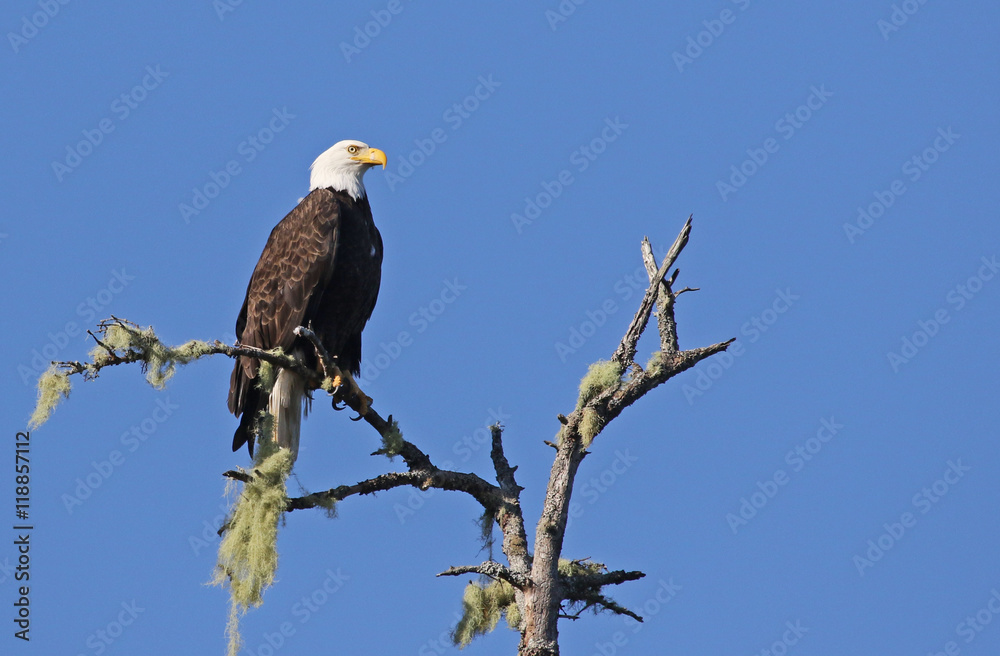 A Bald Eagle (Haliaeetus leucocephalus) perched a tree, shot in Tofino, British Columbia, Canada.. A Bald Eagle (Haliaeetus leucocephalus) perched a tree, shot in Tofino, British Columbia, Canada..