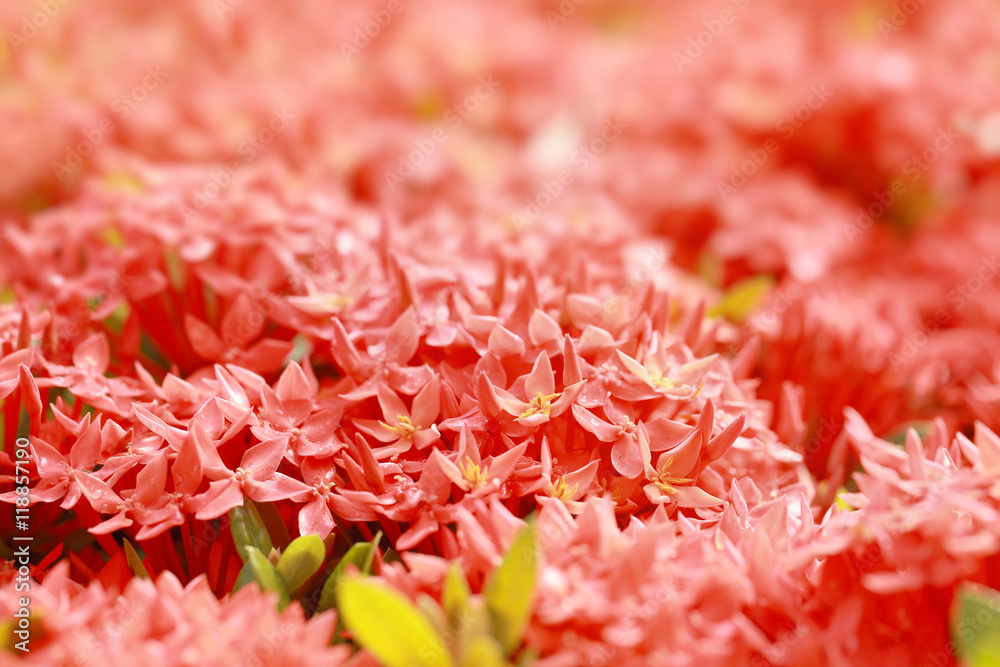Ixora coccinea,a genus of flowering plants in the Rubiaceae family,Red flower spike, Selective focus and color toned. Ixora coccinea,a genus of flowering plants in the Rubiaceae family,Red flower spike, Selective focus and color toned.