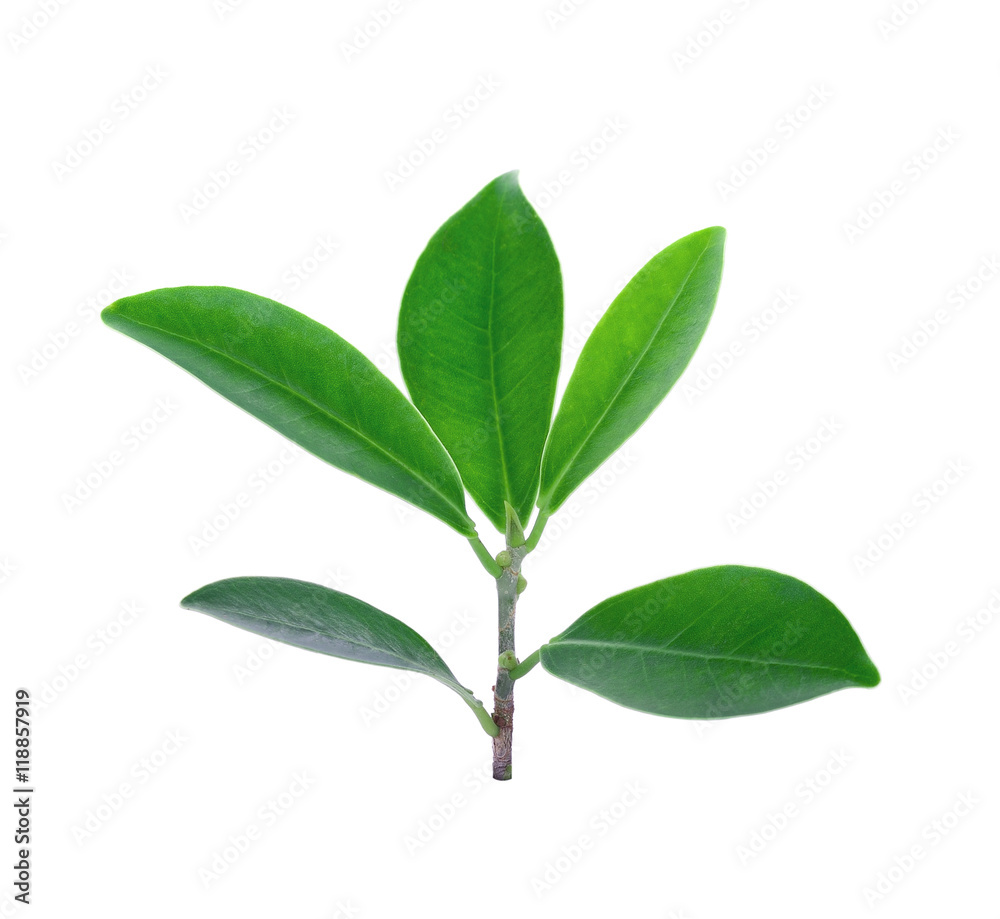 green leaves (Banyan) isolated on white