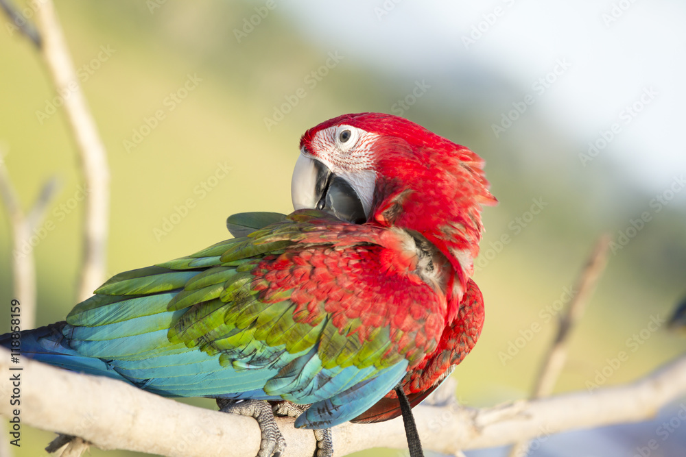 Obraz premium Face of Parrot