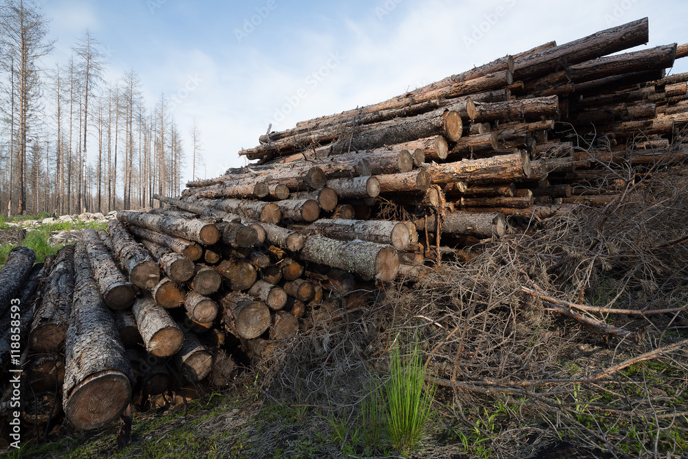 Burnt coniferous trees piled after a forest fire in sweden Burnt coniferous trees piled after a forest fire in sweden