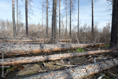 Fallen pine trees after a forest fire