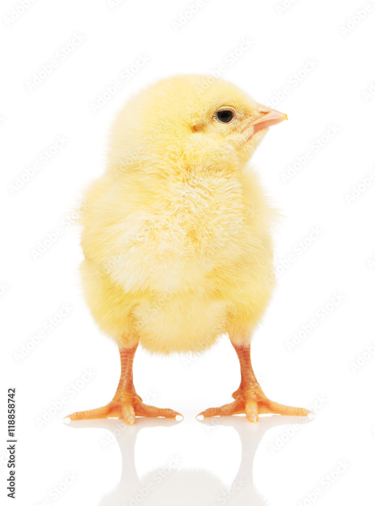 Obraz premium Small yellow chicken isolated on white