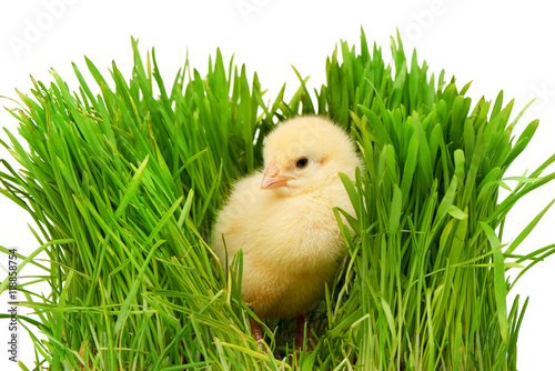 Small yellow chicken in green grass, isolated on white