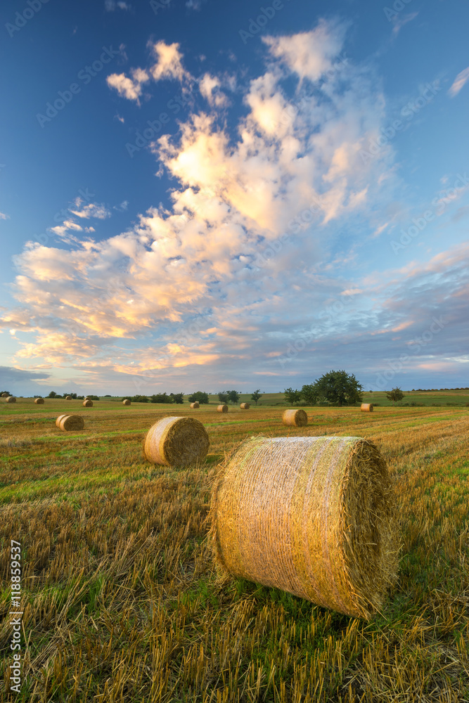 summer in the fields, the harvest finished, sheaves of straw bal