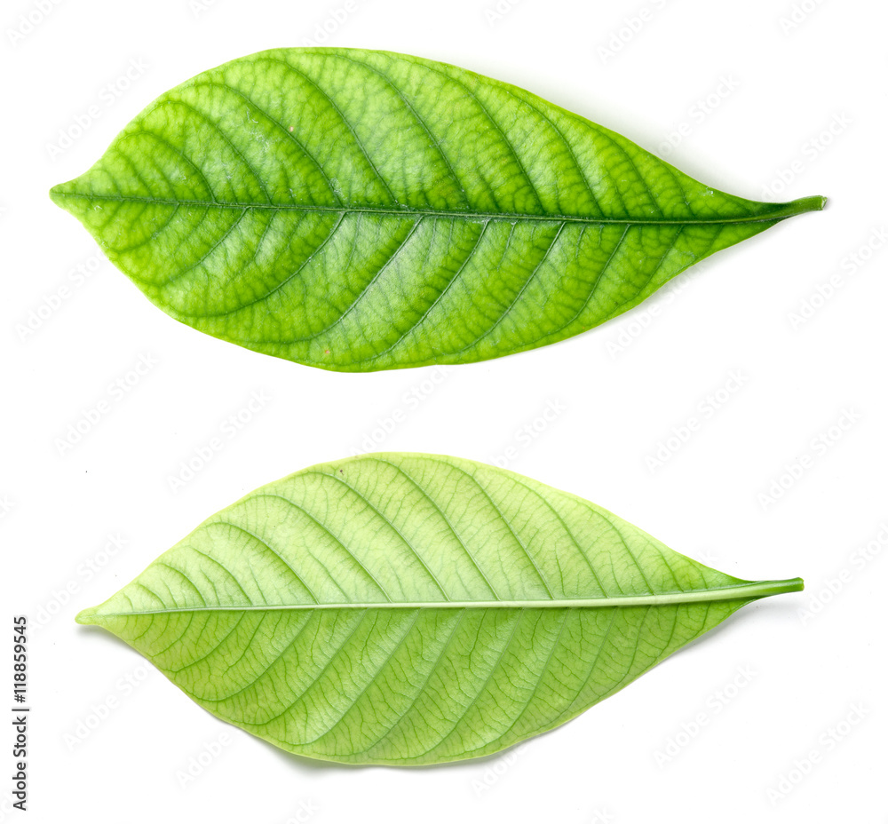 Fototapeta premium Beautiful green leave isolated on white