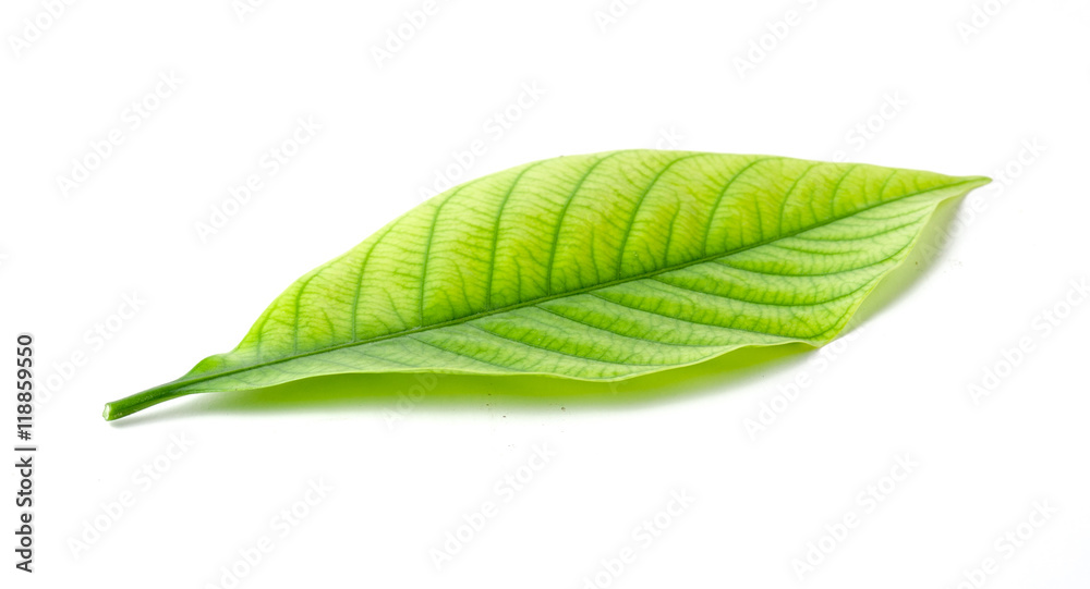 Obraz premium Beautiful green leave isolated on white