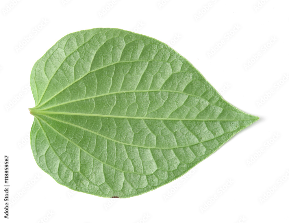 Green betel leaf heart shape isolated on white 