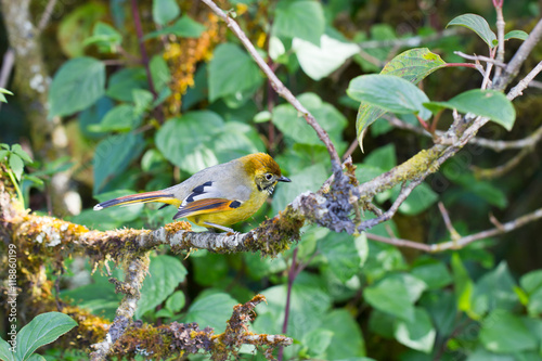 Chestnut-tailed minla in nature photo