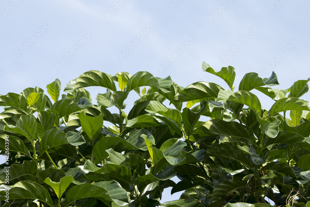 Indian Mulberry leaves Indian Mulberry leaves