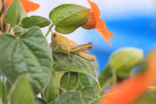 Bilde på lerret Grasshopper hiding in the orange flowers