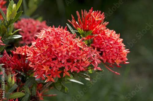 Ixora flower background.