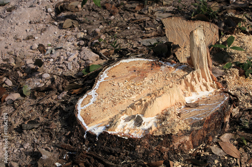 Tree(para rubber) trunk with latex.