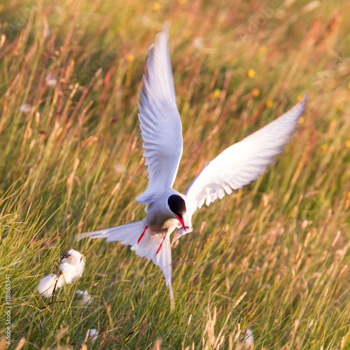 Arctic tern with a fish - Warm evening sun