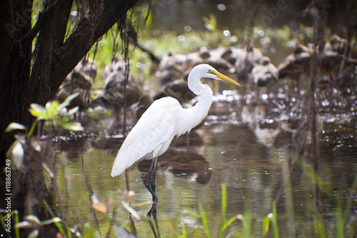 Bird Life of Kakadu National Park White Egret, Yellow Waters, billabong, Kakadu National Park, Northern Territory, Australia photo