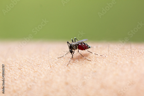 Mosquito sucking blood photo