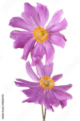 anemone