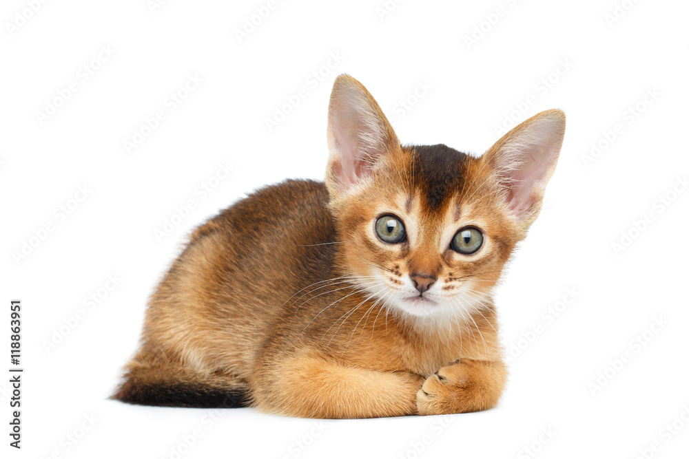 Cute Abyssinian Kitty Funny Lying and Looks in Camera on Isolated White Background, Front view, paws together