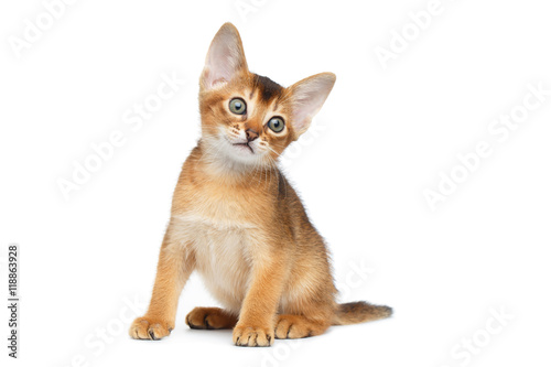 Little Abyssinian Kitty Sitting and Looking up on Isolated White Background, Front view, Baby Animal