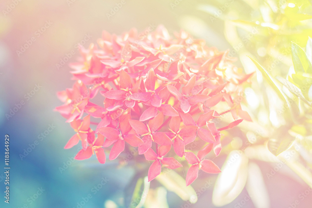 Natural light with flowers. Natural light with flowers.