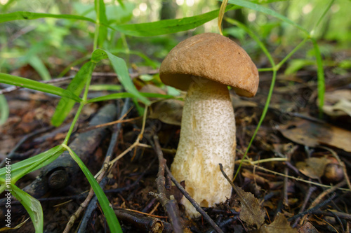 Mushroom in a wood at summer