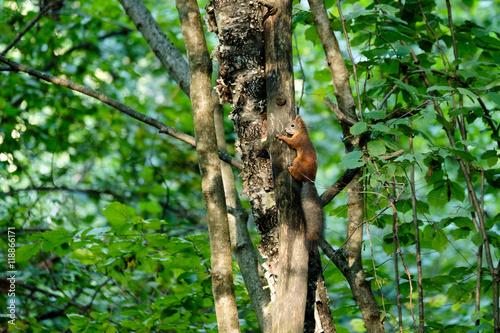 Squirrel sitting on a tree in the forest © Anton Gvozdikov