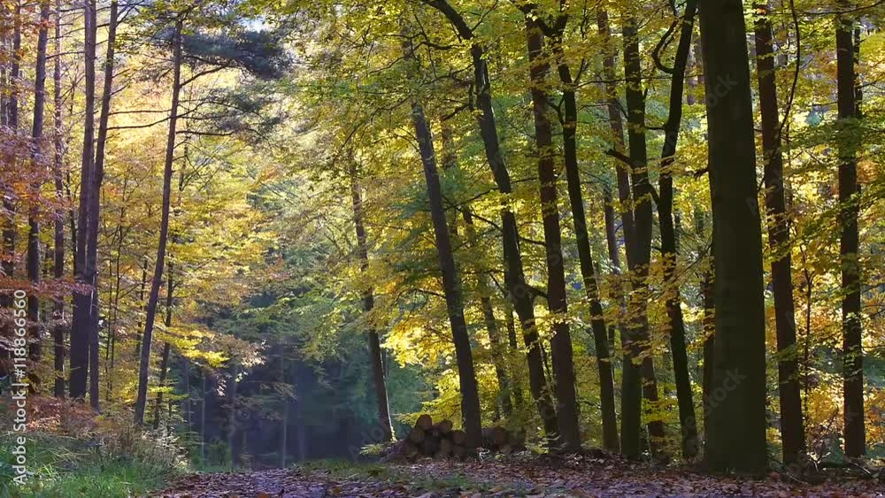 Waldweg durch Herbstwald Waldweg durch Herbstwald