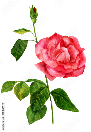 Watercolor drawing of blooming red rose  on white background