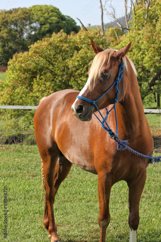 Handsome horse Handsome horse