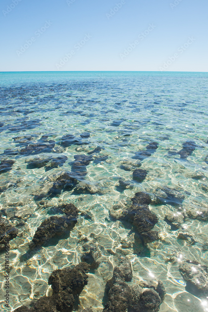 Stromatolites Hamelin Pool Australia Stromatolites Hamelin Pool Australia