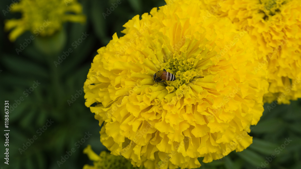 Bee Sucking Nectar