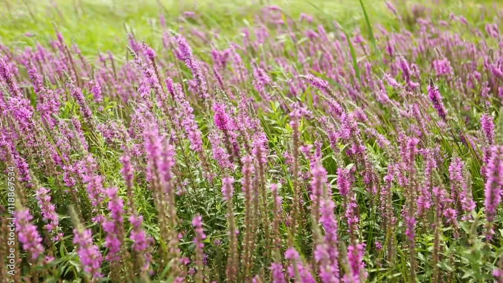 Wildflowers, Spring meadow with flowers. Ukrainian steppe with many purple colorful blooming flowers. European wild flora. Beautiful summer Landscape Wildflowers, Spring meadow with flowers. Ukrainian steppe with many purple colorful blooming flowers. European wild flora. Beautiful summer Landscape