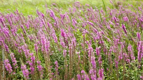 Wildflowers, Spring meadow with flowers. Ukrainian steppe with many purple colorful blooming flowers. European wild flora. Beautiful summer Landscape